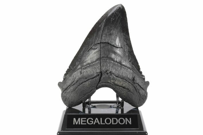 Serrated, Fossil Megalodon Tooth - Dark Black Enamel #250076